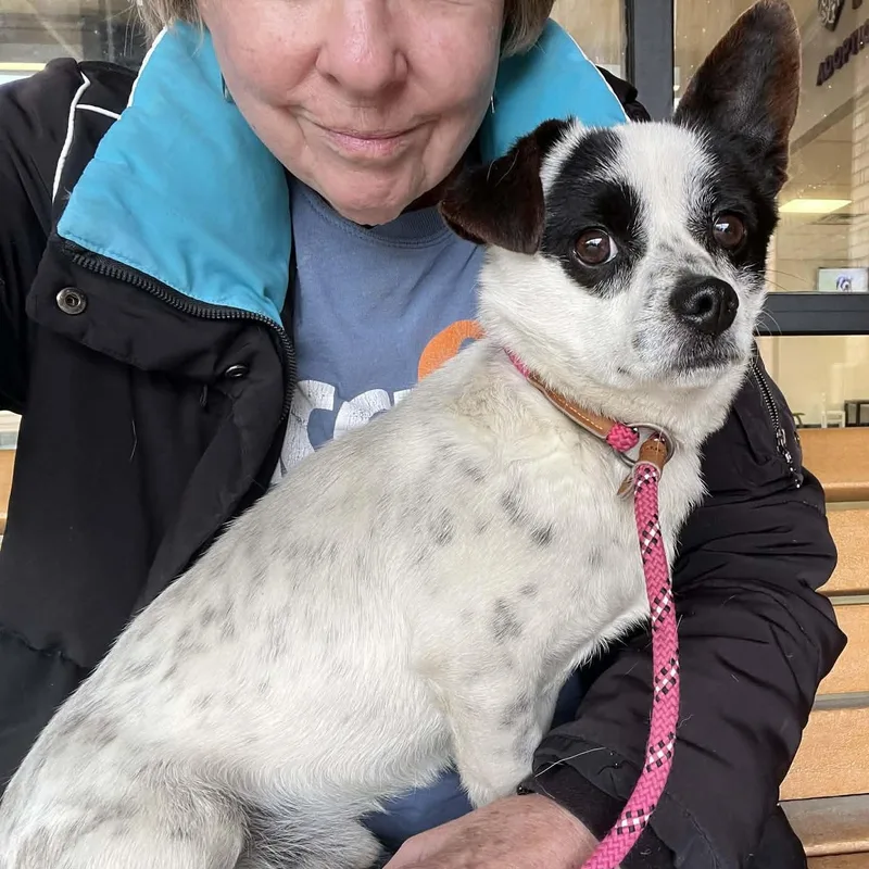 A young small-sized male Chihuahua dog named Money for adoption in Cherry Hill, NJ