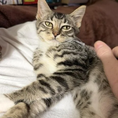 A baby medium-sized male Tabby (Brown / Chocolate) Domestic Short Hair cat named Boots for adoption in Houston, TX