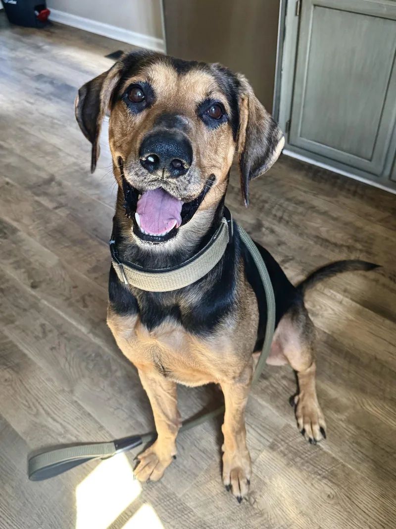 An adult large-sized male German Shepherd Dog named Chip for adoption in Holly Springs, NC
