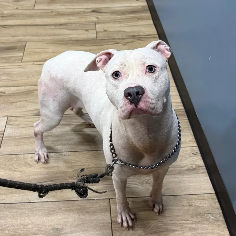 A baby small-sized female Pit Bull Terrier dog named Heaven for adoption in Newark, NJ