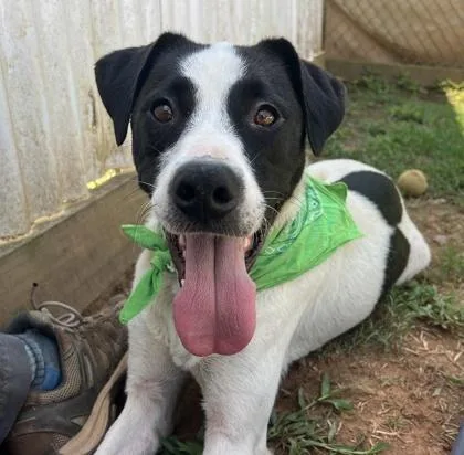 A baby large-sized male Mixed Breed dog named Rango $ for adoption in Seneca, SC