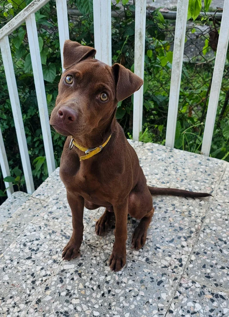 A baby medium-sized male Golden Labrador Retriever dog named Bombom for adoption in New York, NY
