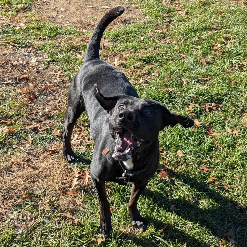 Mr. Jingles thumbnail 2