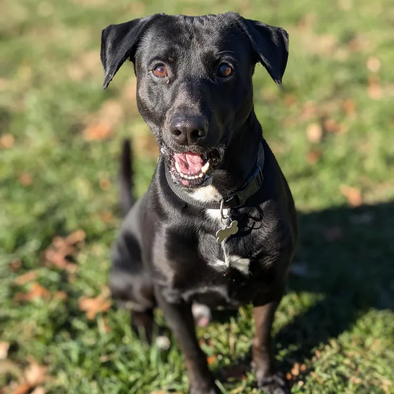 Mr. Jingles thumbnail 4