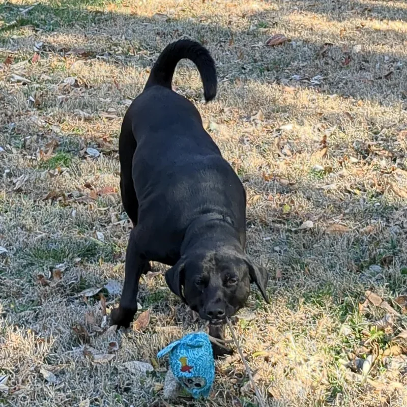 Mr. Jingles thumbnail 5