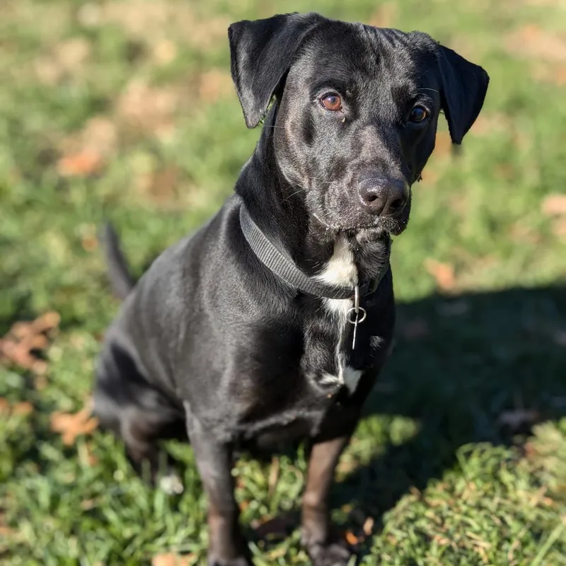 Mr. Jingles thumbnail 6