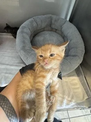 Elliott