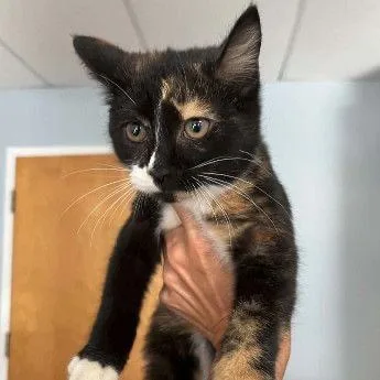 A baby small-sized female Tortoiseshell Domestic Short Hair cat named Flora for adoption in Buffalo, MN