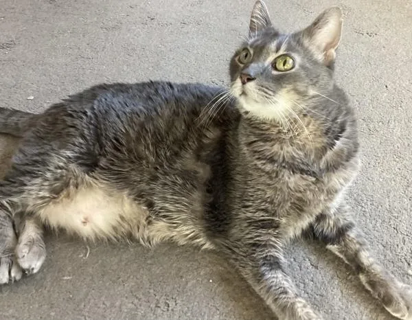 A senior medium-sized female Domestic Short Hair cat named Boots for adoption in Oceanside, CA