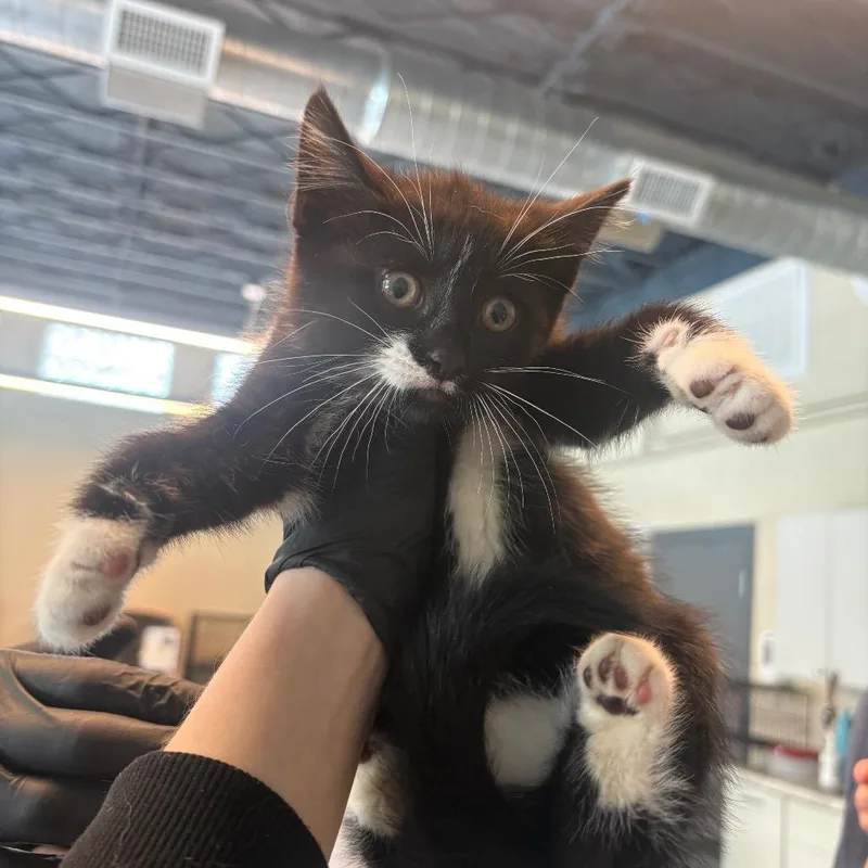 A baby small-sized female Black Domestic Short Hair cat named Genesis for adoption in Huntington, WV