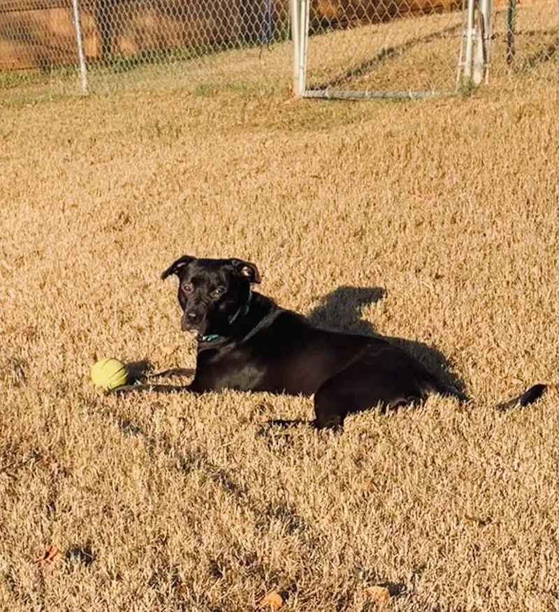 A young medium-sized female Black American Staffordshire Terrier dog named Anise for adoption in Alpharetta, GA