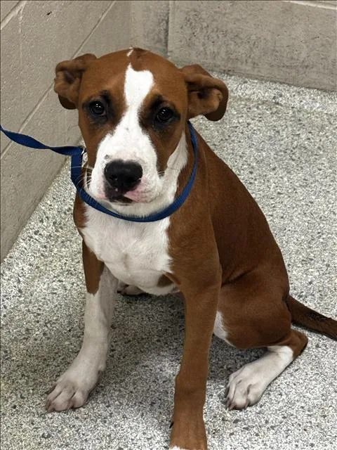 A young small-sized female Boxer dog named A for adoption in Conroe, TX
