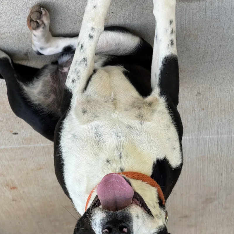 A young medium-sized female Black Labrador Retriever dog named Ellie for adoption in Meherrin, VA