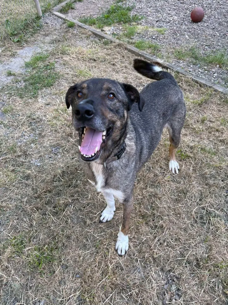 An adult large-sized male American Staffordshire Terrier dog named Baxter for adoption in Salem, WV