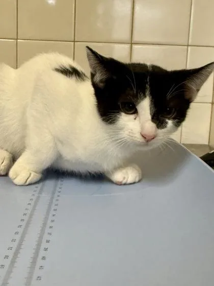 A young small-sized female Domestic Short Hair cat named Fig for adoption in San Antonio, TX