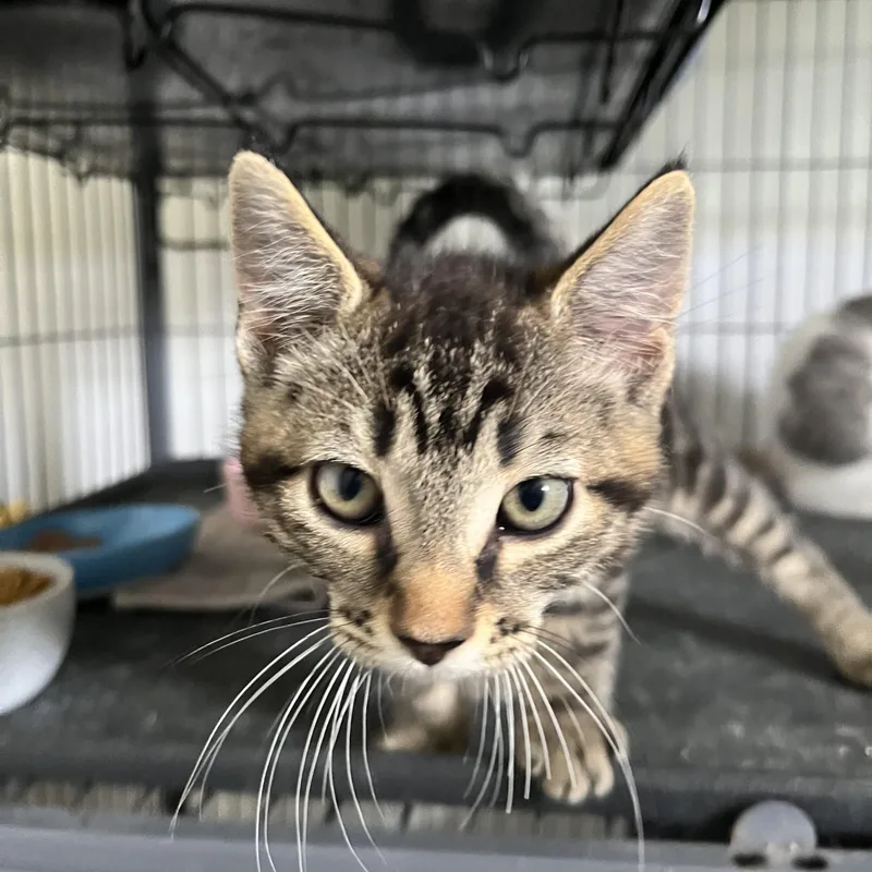 A baby medium-sized female Tabby (Brown / Chocolate) Domestic Short Hair cat named Phoenix for adoption in Denison, IA