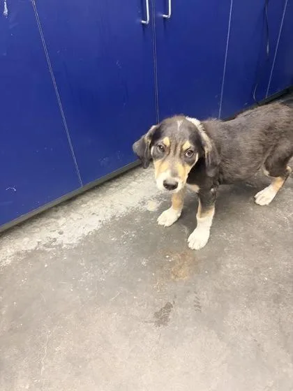 A young medium-sized female Hound dog named B Freddie for adoption in North Charleston, SC