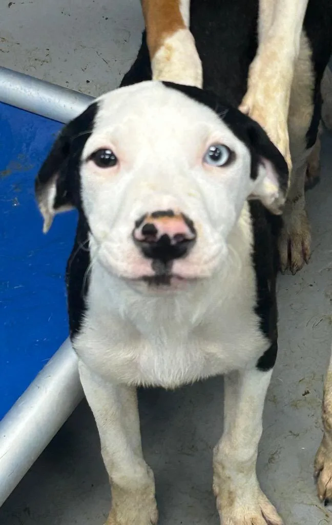 A baby medium-sized male Terrier dog named Disco for adoption in Hartsville, SC