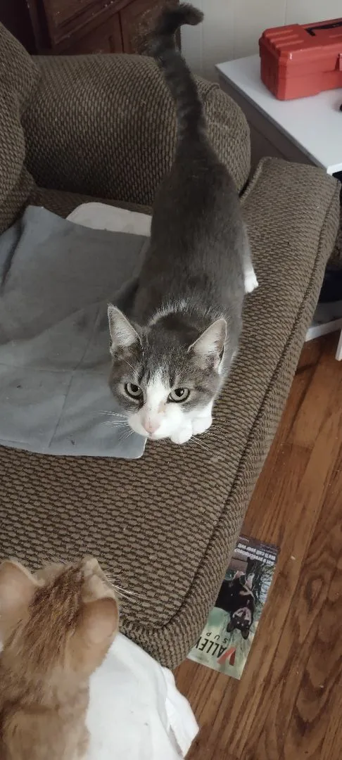 A young medium-sized female Gray & White Domestic Short Hair cat named Baby Momma for adoption in North Myrtle Beach, SC