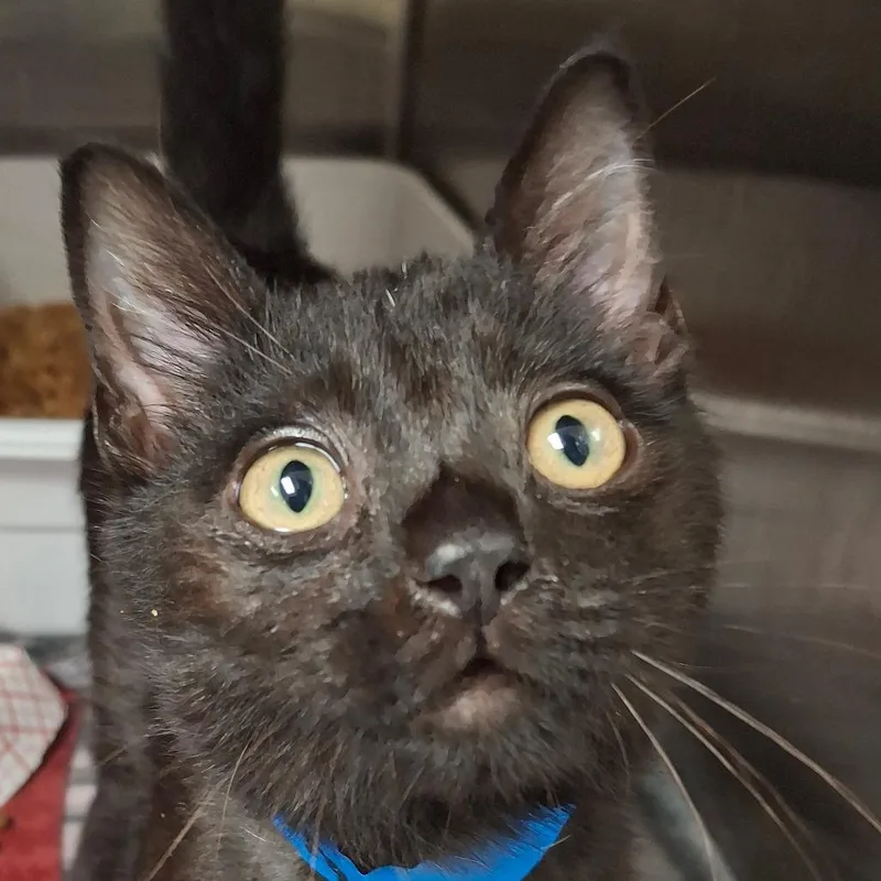 A baby small-sized male Black Domestic Short Hair cat named Notorious C.A.T. for adoption in Lakeland, FL