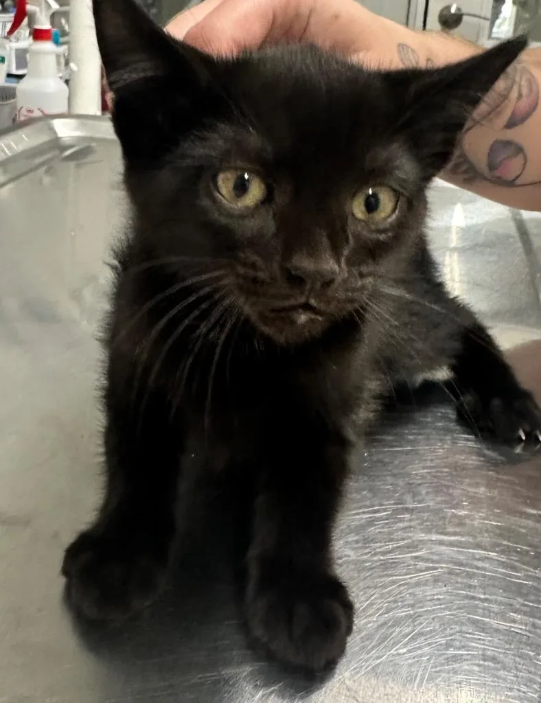 A baby small-sized female Domestic Medium Hair cat named Namaari for adoption in Hillsdale, IN