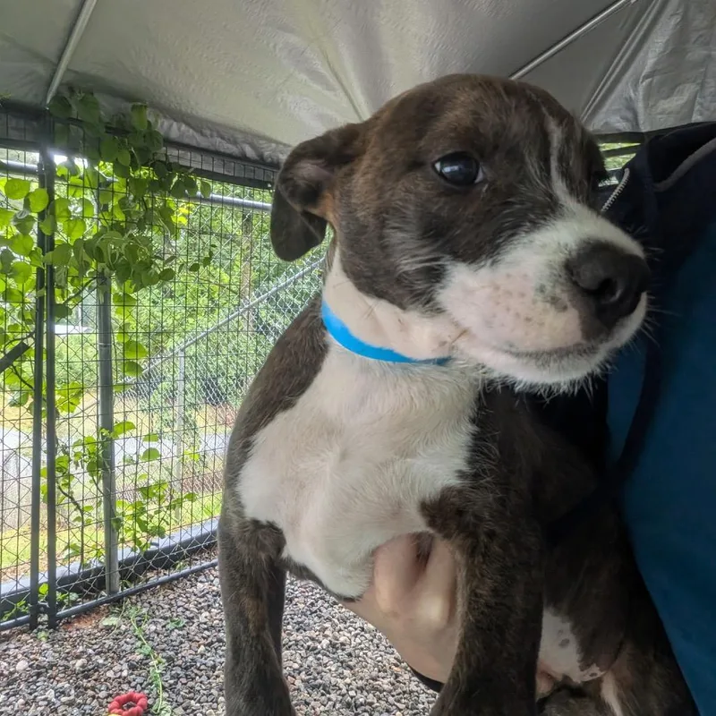 A baby small-sized male Brindle Mixed Breed dog named Pj for adoption in Franklin, NC