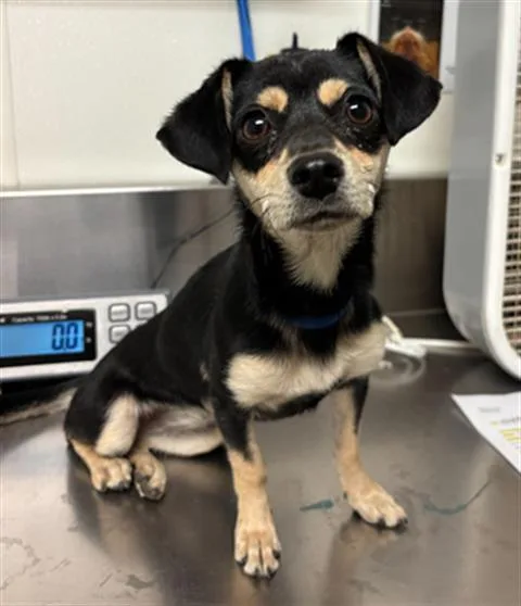 A young small-sized female Chihuahua dog named Cheri Lady for adoption in Bakersfield, CA