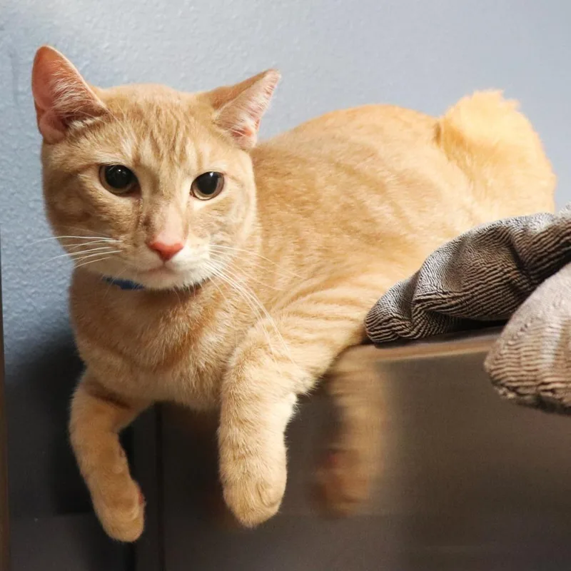 An adult large-sized male Buff / Tan / Fawn Domestic Short Hair cat named Hughey for adoption in Lakeland, FL