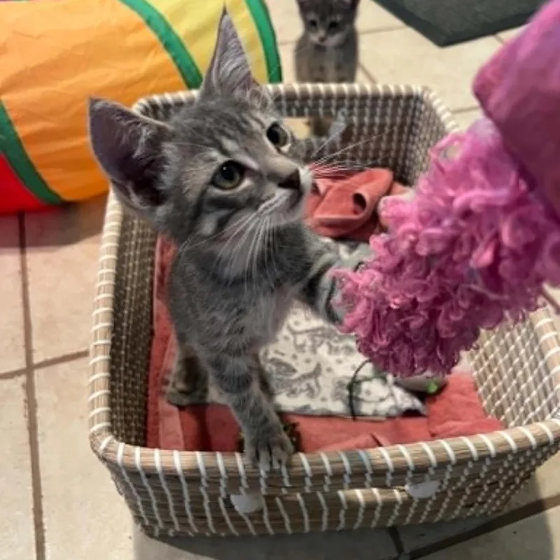 A baby small-sized male Brown / Chocolate Domestic Short Hair cat named Stamp for adoption in Bastrop, TX