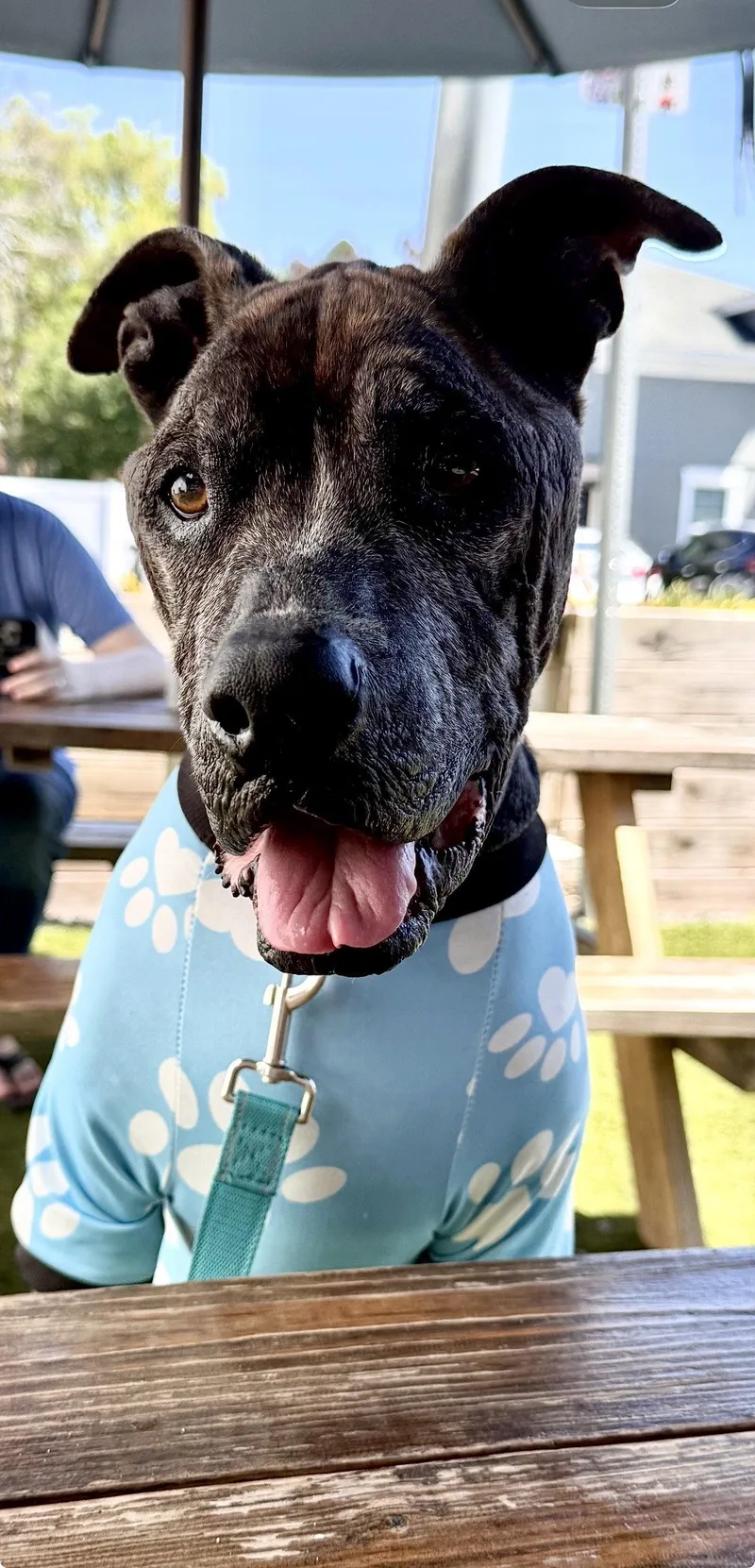 A young medium-sized male Pit Bull Terrier dog named Beans for adoption in Orlando, FL