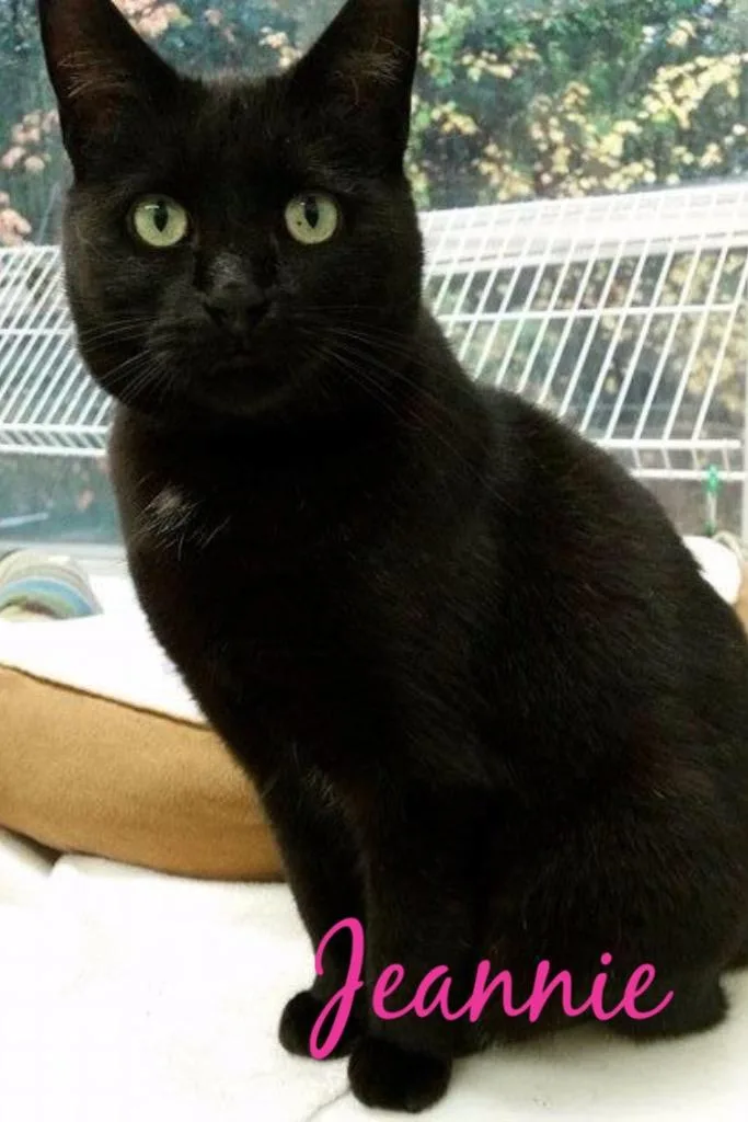 Jeannie
