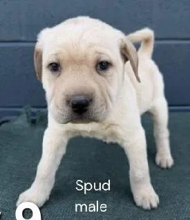 Spud