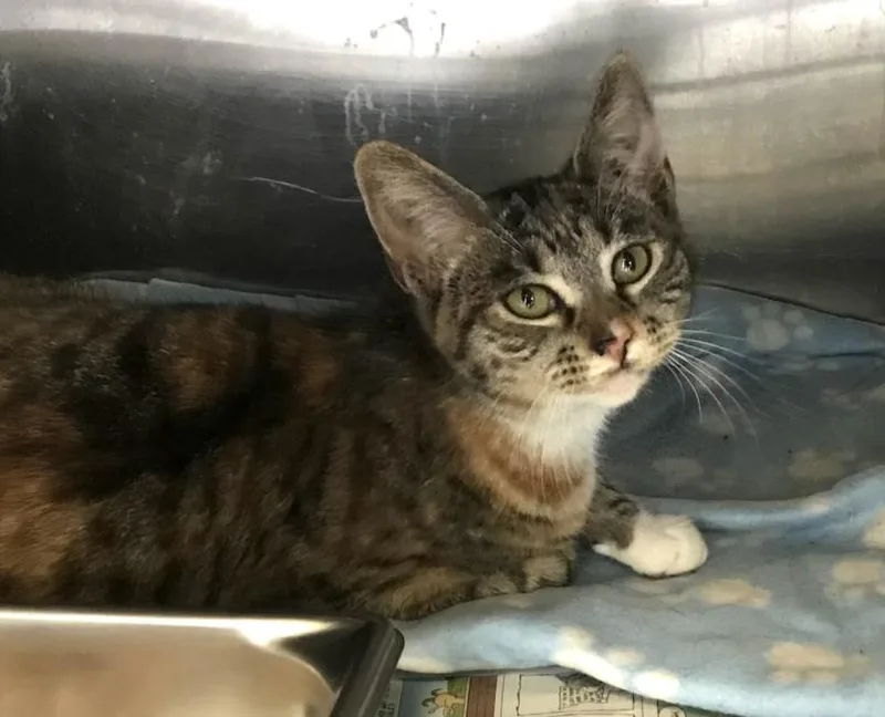 An adult medium-sized female Domestic Short Hair cat named Rain for adoption in Los Angeles, CA