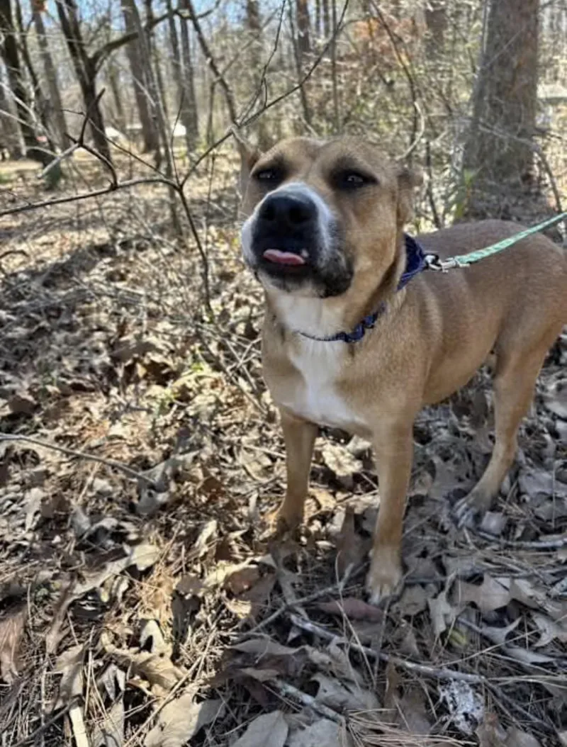 An adult medium-sized female Black English Bulldog dog named Tchula for adoption in Watertown, CT