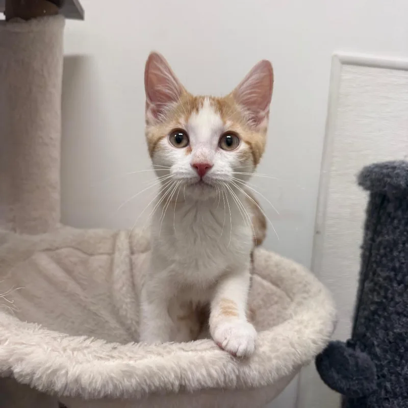 A baby small-sized male Orange / Red Domestic Short Hair cat named Sunny for adoption in Hemet, CA