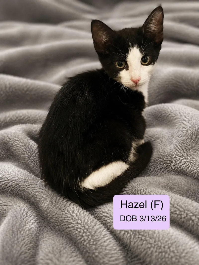 A baby medium-sized female Black & White / Tuxedo Domestic Short Hair cat named Hazel for adoption in Vacaville, CA