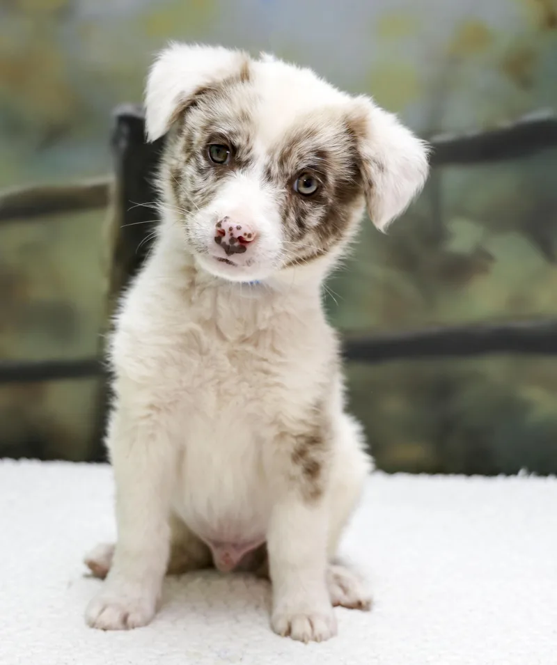 Aussie Puppies  Diego thumbnail 2