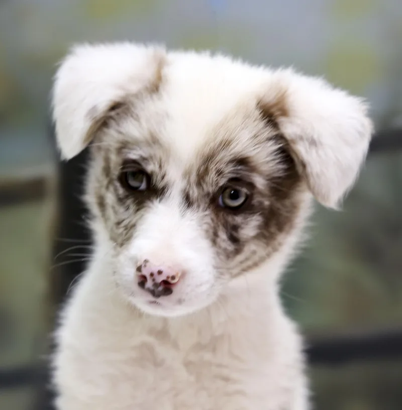 Aussie Puppies  Diego thumbnail 3