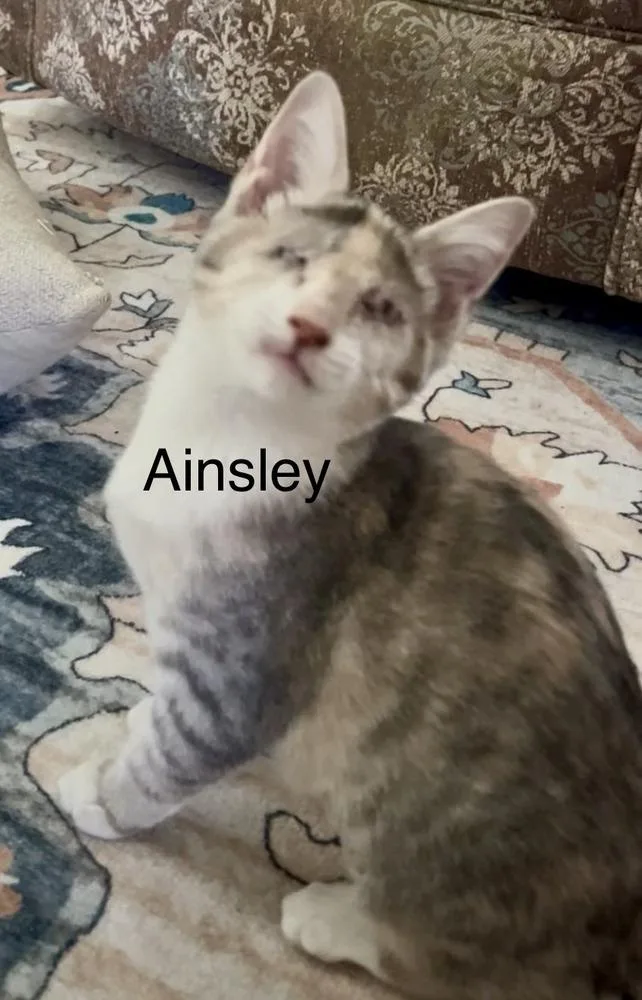 Ainsley