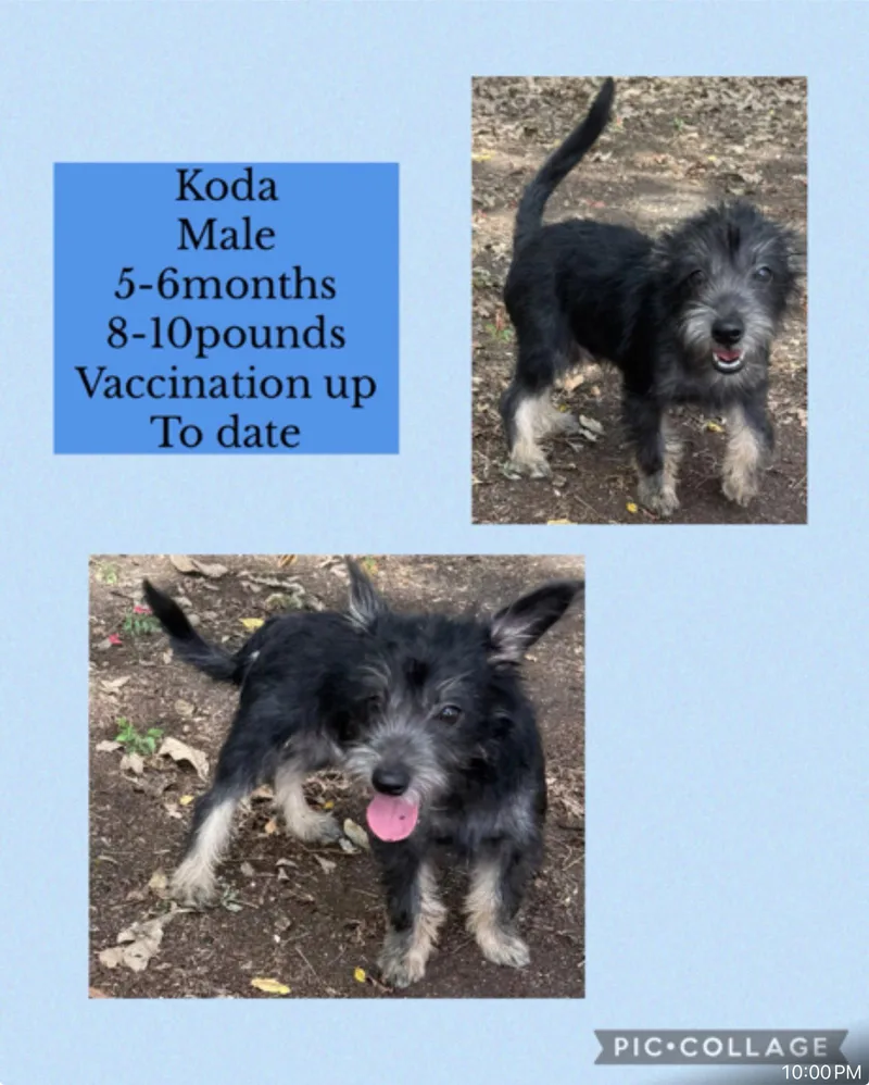 Koda