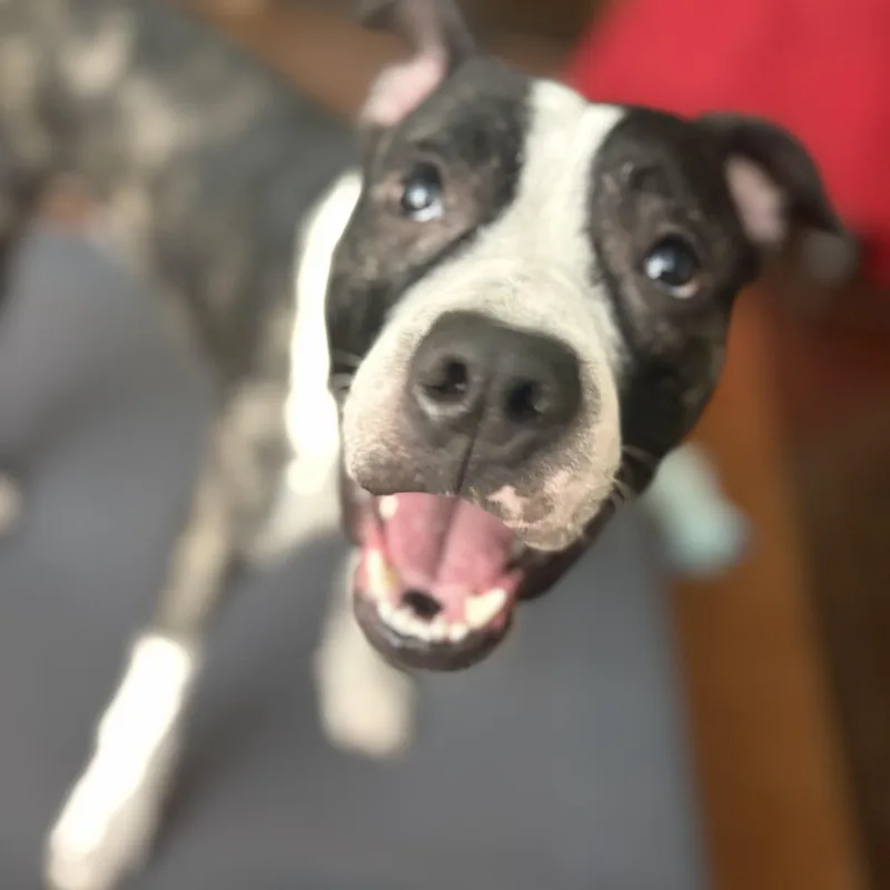 A young medium-sized male Brindle American Staffordshire Terrier dog named Thumper for adoption in Choctaw, OK