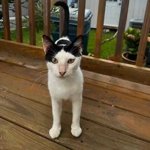 An adult medium-sized female White Domestic Short Hair cat named Eshe for adoption in Houston, TX