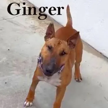 An adult medium-sized female Bull Terrier dog named Ginger for adoption in Palm Desert, CA
