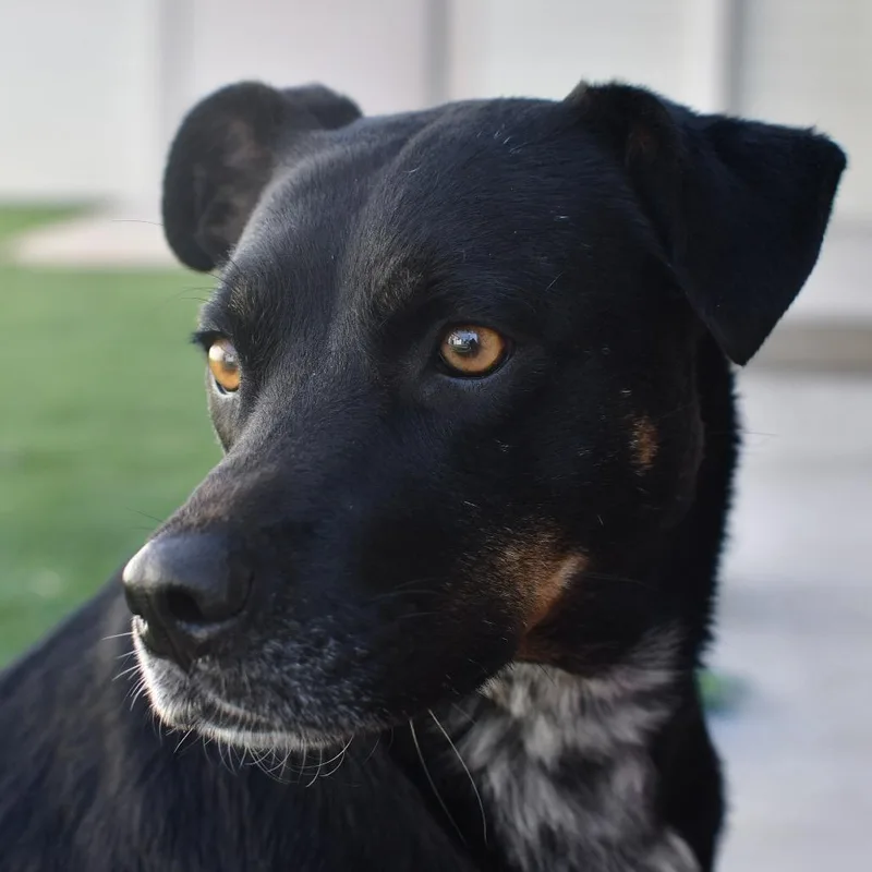 An adult medium-sized female Black Mixed Breed dog named Betsy Lou for adoption in Ottawa, KS