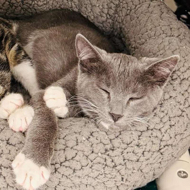 A baby small-sized male Gray / Blue / Silver Domestic Short Hair cat named Bonk for adoption in Los Angeles, CA