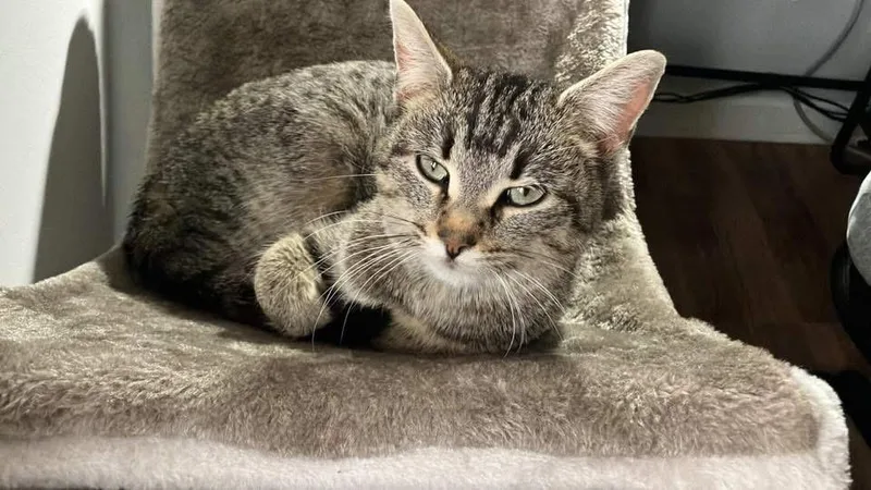 A young medium-sized female Domestic Short Hair cat named Stevie Nicks for adoption in Auburn, IN