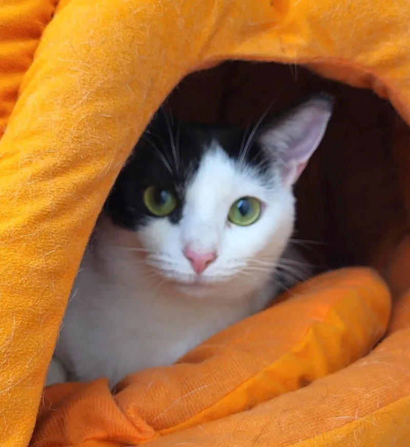 A young medium-sized female White Domestic Short Hair cat named Bean for adoption in New Albany, OH