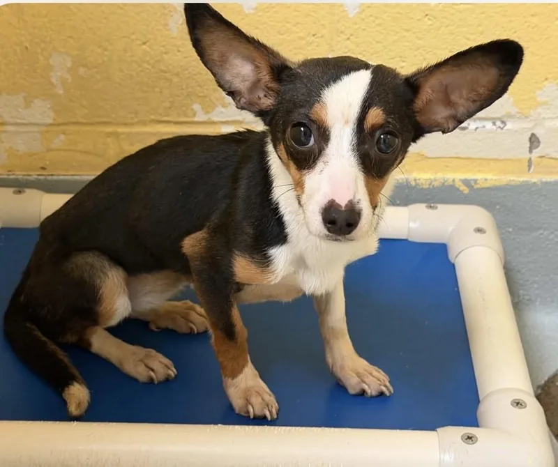 A baby small-sized female Black Chihuahua dog named Kenly for adoption in Tulsa, OK