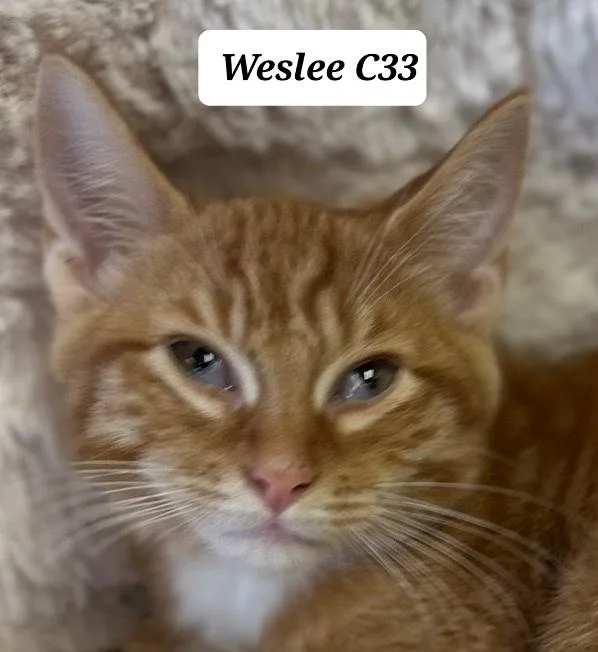 Weslee