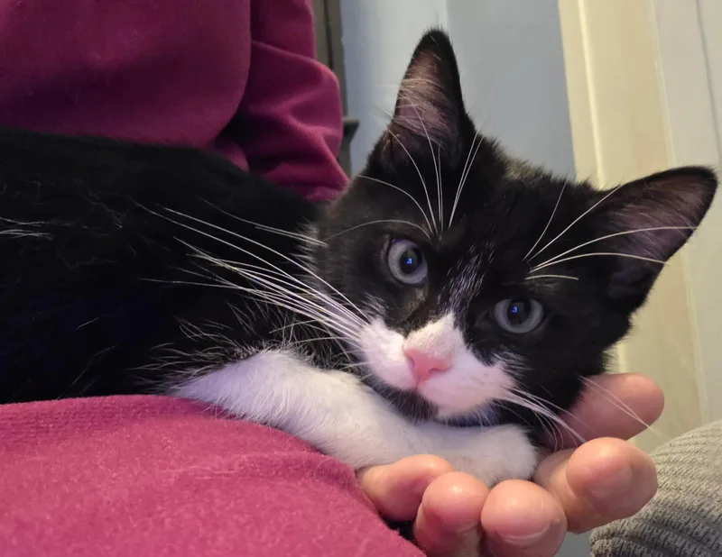 A baby medium-sized female Calico cat named Fabulous & Groovy for adoption in Independence, OH